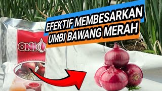 Mengejutkan  bahan organik ini bisa memperbesar umbi bawang merah [upl. by Anhavas]