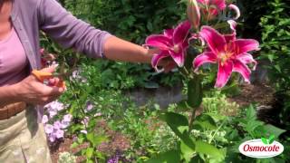 How To Prune Lilies [upl. by Bruell]