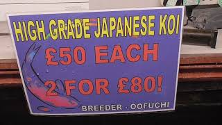 Rainbow Koi Wiltshire Video of High Grade Japanese Koi in Vat 1 £50 EACH 2 for £80 [upl. by Atteuqehs]