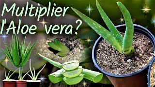 Comment multiplier lAloe vera  🌵 division des rejets  rempotage de la plante mère 🌵👍 [upl. by Isidore]