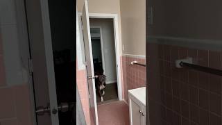 Hide amp Seek with Milo Throw back subscribe funny dog [upl. by Ydnor370]