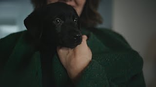 Coal the holiday surprise  Chewy Commercial [upl. by Derwin964]