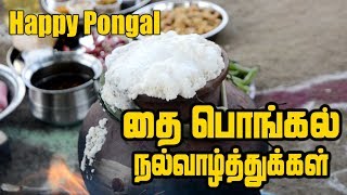 Pongal Celebration  தை பொங்கல் திருநாள்  Pongal celebration In village  Full Pongal Lunch Menu [upl. by Ayotnahs517]