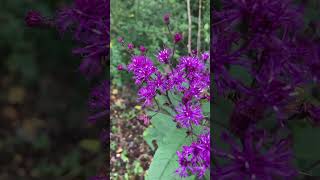 Missouri Ironweed [upl. by Di]