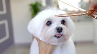 12 YEARS OLD MALTESE GROOMING ✂️❤️🐶 [upl. by Amend]