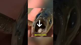 👉Tongue Eating Parasite😱😲👈 animals fishing [upl. by Enneiluj]