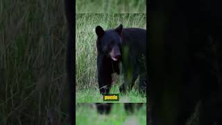 ¡Oso Negro se enfrenta a perros oso vs perros animalessalvajes [upl. by Anaj]