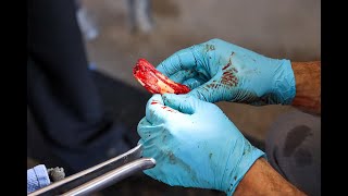 Large Tooth Abscess in Young Horse [upl. by Prober335]