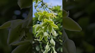 Agave massive flower stock flower nature cactus [upl. by Rednaeel685]