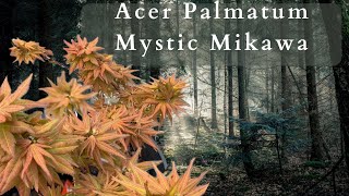 The Enchanting Beauty of Acer Palmatum Mystic Mikawa Japanese Maple [upl. by Prinz]