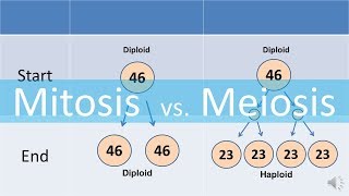 Mitosis vs Meiosis updated [upl. by Gonyea]