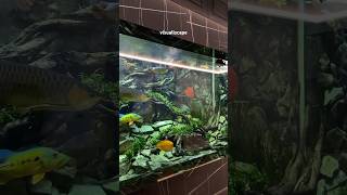 Predator fish tank 🐟 predatorfish megatank aquarium [upl. by Ellehsal320]