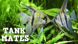 Top 10 Tank Mates For Freshwater Angelfish [upl. by Freya]