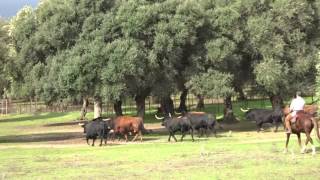 Toros en Vejer de la Frontera Cádiz [upl. by Otreblanauj]