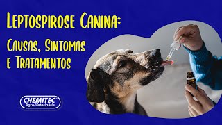 LEPTOSPIROSE CANINA Causas Sintomas e Tratamentos [upl. by Hellene]