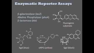 Biochemical Assays [upl. by Niple]