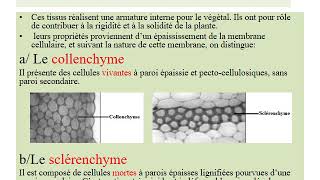 cours 3 Lorganisation tissulaire chez les végétaux CORMOPHYTES FSAC [upl. by Eberhart386]