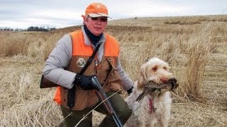 Pheasant Hunting with a Spinone Italiano Outdoors [upl. by Eldon]