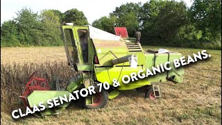 4Kᵁᴴᴰ Harvest 2024 Claas Senator 70 earning its keep harvesting organic beans in WINDY Suffolk [upl. by Eelessej]