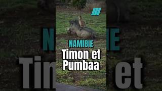 🇳🇦 Les vrais Timon et Pumbaa en Namibie [upl. by Dexter]