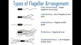 Bacterial Classification Number of Flagella in Bacteria  Is there a single Flagellum in Bacteria [upl. by Millie809]