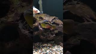 Cichlid tank cichlid cichlidtank cichildfish aquariumfish fish [upl. by Lanctot]