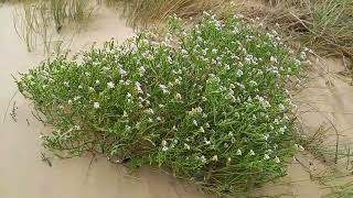 Sea Rocket  A visual delight of this salty beach plant with its showy white or lilac flowers [upl. by Arjan945]