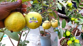 How to grow big guavas in a pot Psidium Guajava Amrud in pots [upl. by Langill]