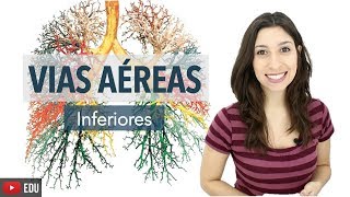 Sistema Respiratório 36 Vias Aéreas Inferiores [upl. by Saval]