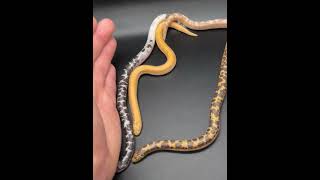 Splash Kenyan sand boas piebald explorepage sandboa hognosesnake ballpython [upl. by Doroteya2]