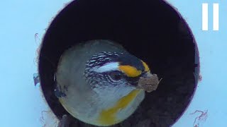 Striated Pardalote [upl. by Neyud719]