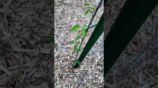 Growth Journey  Day 73  Spurred Butterfly Pea [upl. by Marabelle]