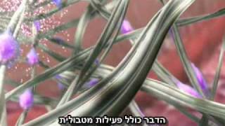 כיצד טכנולוגית ה ®VAC מרפאת פצעים [upl. by Biron]