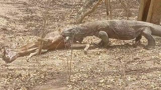 Komodo dragons eat live mother deer [upl. by Dloraj]