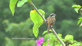 Costa Rica 2015 part four birding at the Tarcoles river [upl. by Enajharas554]