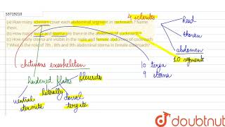 a How many sclerites cover each abdominal segment in cockroach  Name themb How many terga [upl. by Lindahl]
