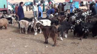 Maroc Goulimine [upl. by Onder]