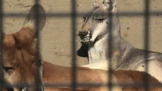 アカカンガルー 宮崎市フェニックス自然動物園 2019年12月9日 [upl. by Irihs386]