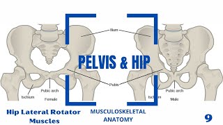 Hip Lateral Rotator External Rotation Muscles [upl. by Labotsirc]