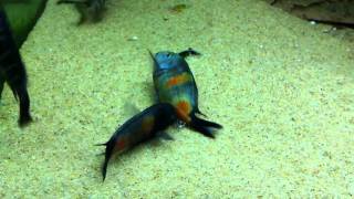 Tropheus sp black Bulu point spawn  PISCES [upl. by Etnaik]