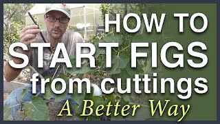 Propagate Figs From Cuttings A Better Way [upl. by Rufena621]