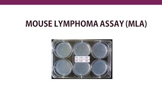 Mouse lymphoma assay MLA 🐭 [upl. by Rosenzweig427]