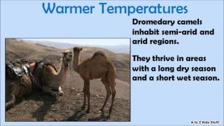 The Difference Between Dromedary Camels and Bactrian Camels [upl. by Wojcik537]