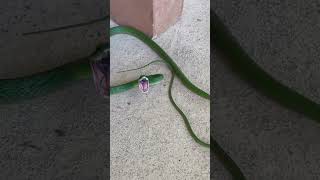 GORGEOUS Giant Parrot Snake found in the Costa Rican rainforest snake herping costarica [upl. by Schaffer]