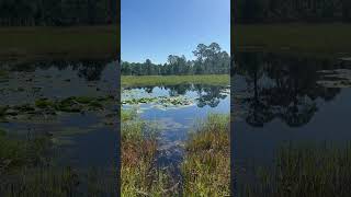 GATOR TRAIL into the pond in REAL Florida [upl. by Ailsa]