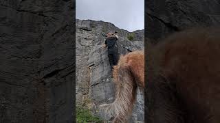 Climbing with the Bedlington Whippets they wanted in on the video doglover nature Climbing [upl. by Hildebrandt]