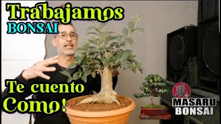 COMO EMPEZAR UN BONSAI  DISEÑO DE SIEMPRE VERDE [upl. by Otti]