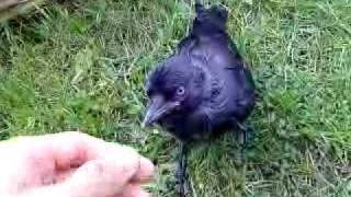 Baby jackdaw mrjakes [upl. by Saiff543]