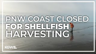 Shellfish harvesting shut down along Washington coast [upl. by Elvera]