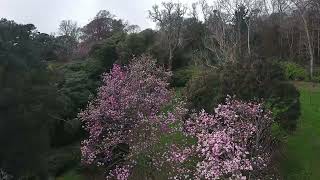 Aerial view of Caerhays Gardens in spring [upl. by Sulienroc]